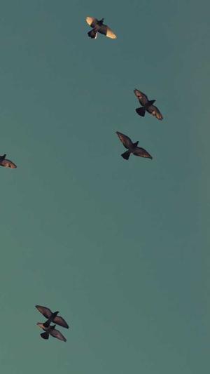 孕妇可以吃茭瓜吗截图1